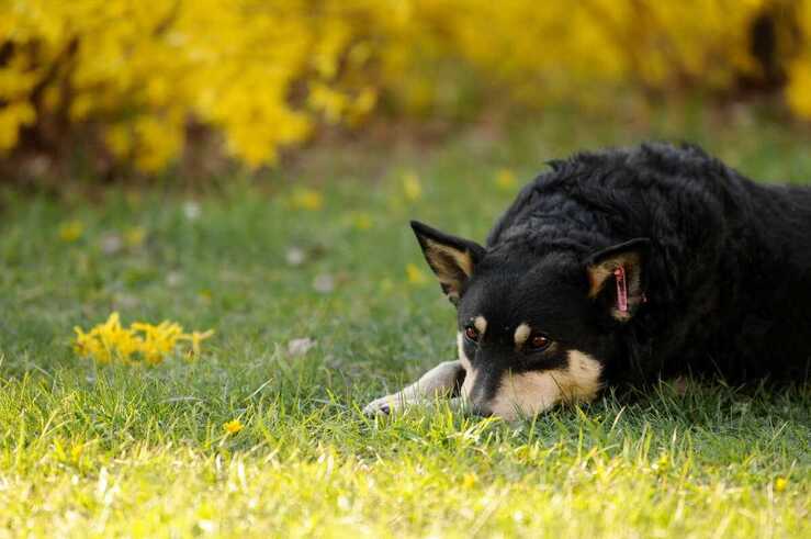 Obbligo sterilizzazione cane (Foto Adobe Stock)