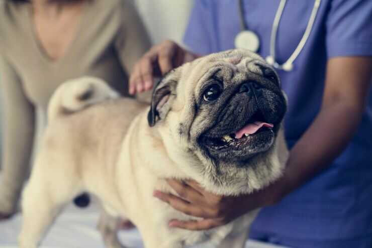 cane carlino veterinario