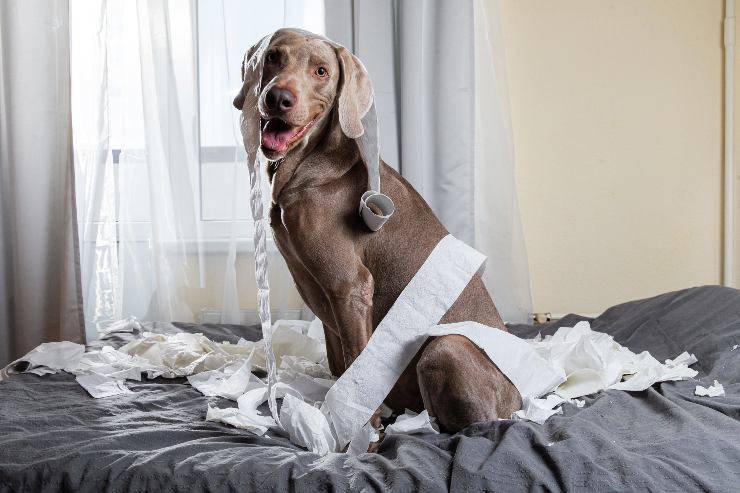 i motivi per cui un cane non potrebbe fare al caso tuo