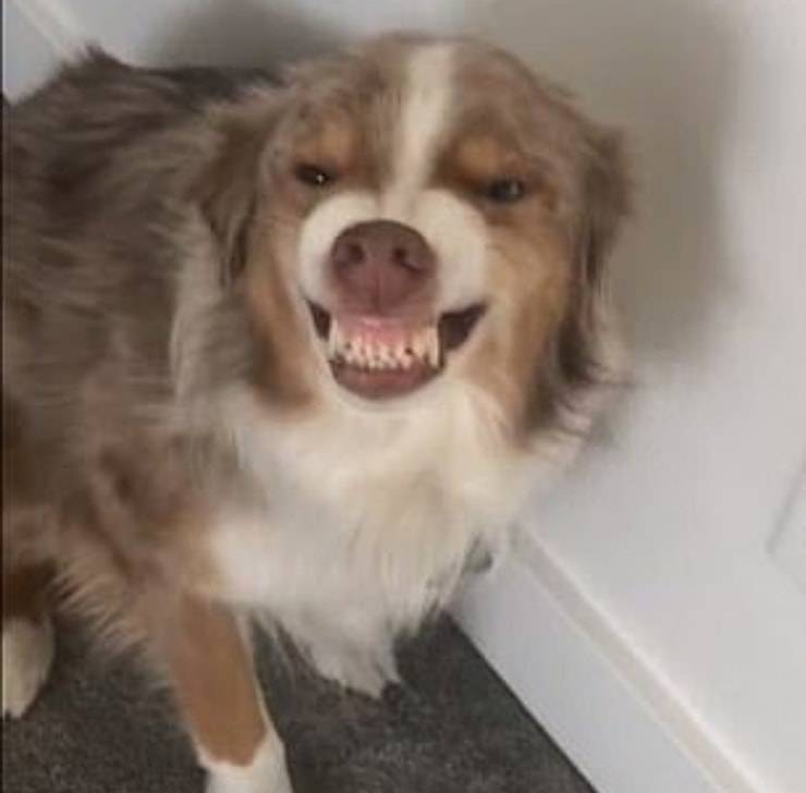 Cane sorride dopo aver fatto i bisogni sul tappeto 