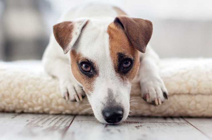 jack russel triste