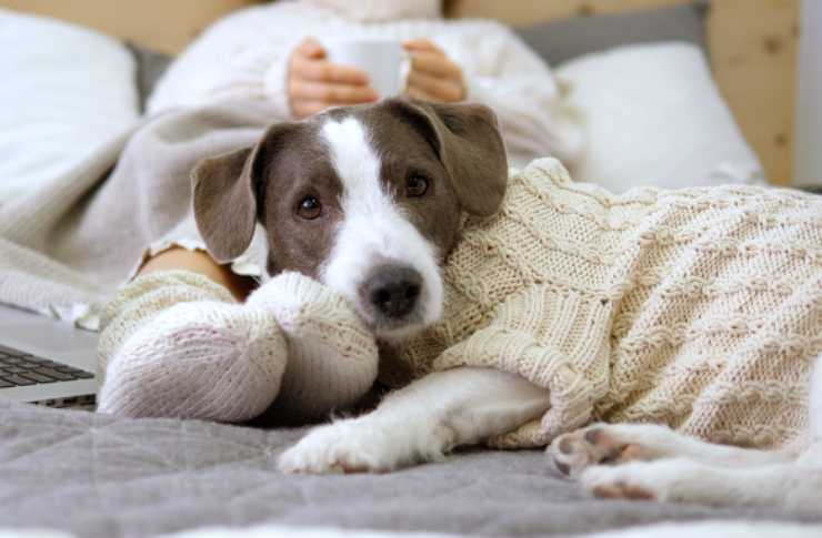 cappottini per cani senza cucire