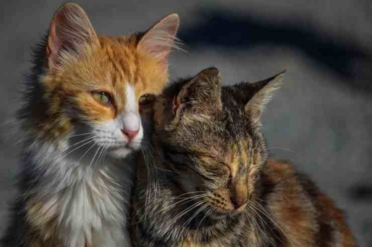 Traffico fraudolento di gatti: arrestato ex allevatore (foto Facebook) 