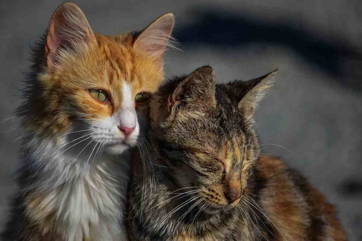 Traffico fraudolento di gatti: arrestato ex allevatore (foto Facebook)