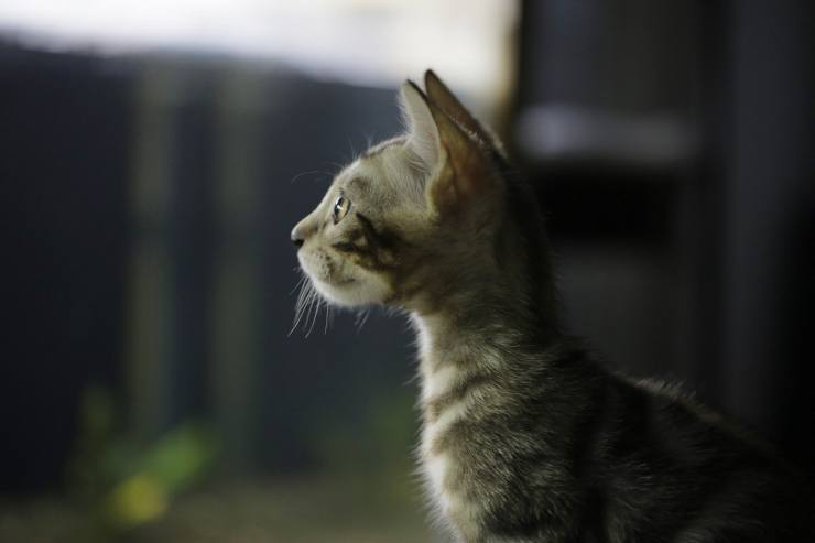 gatto padrone malato terminale