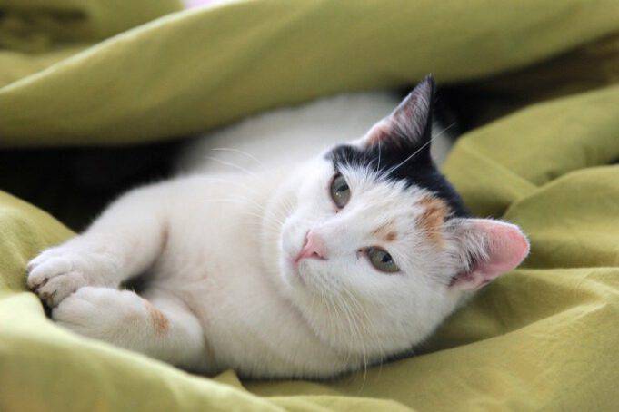 Cosa Significa Quando Il Gatto Si Isola