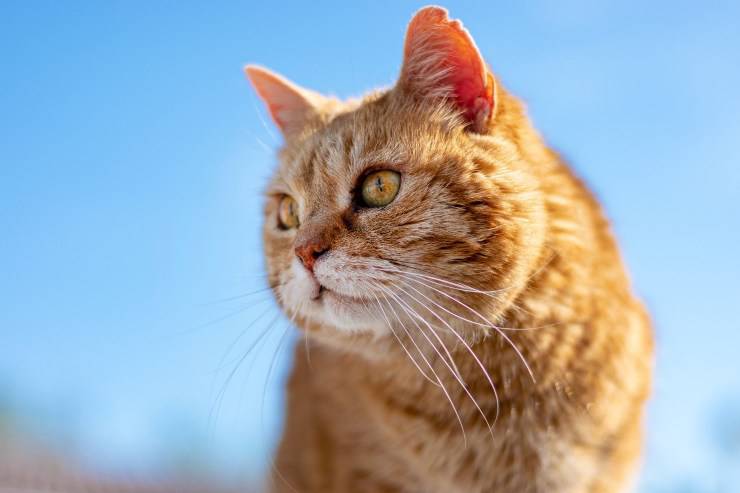 Il gatto anziano dimagrisce ma mangia