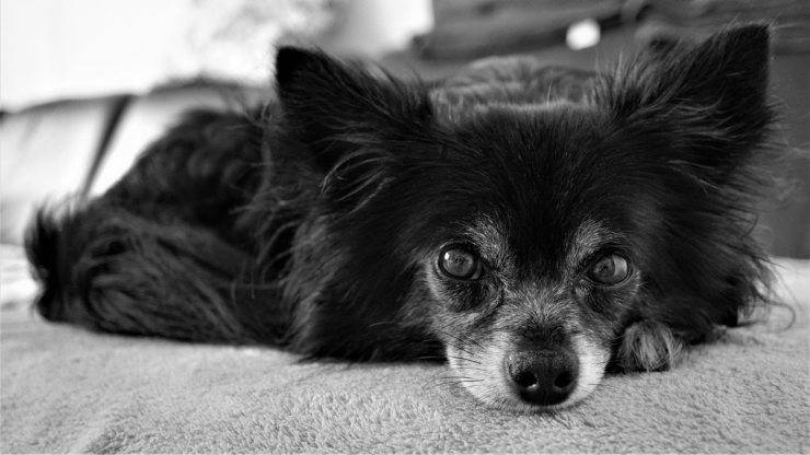 Pelo opaco nel cane