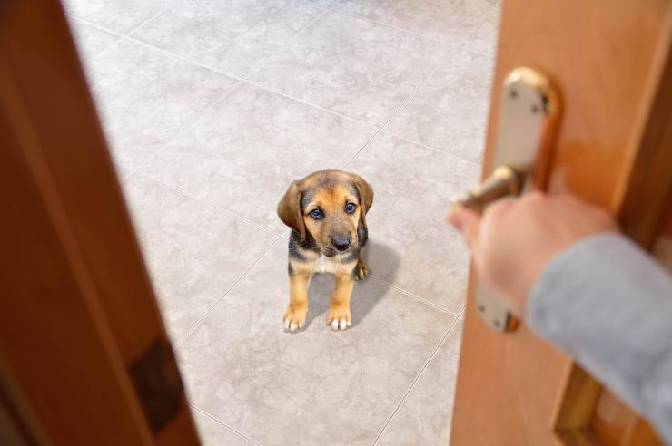 claustrofobia nel cane