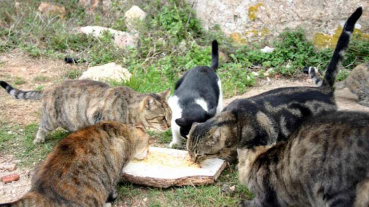 Gatti che mangiano Facebook