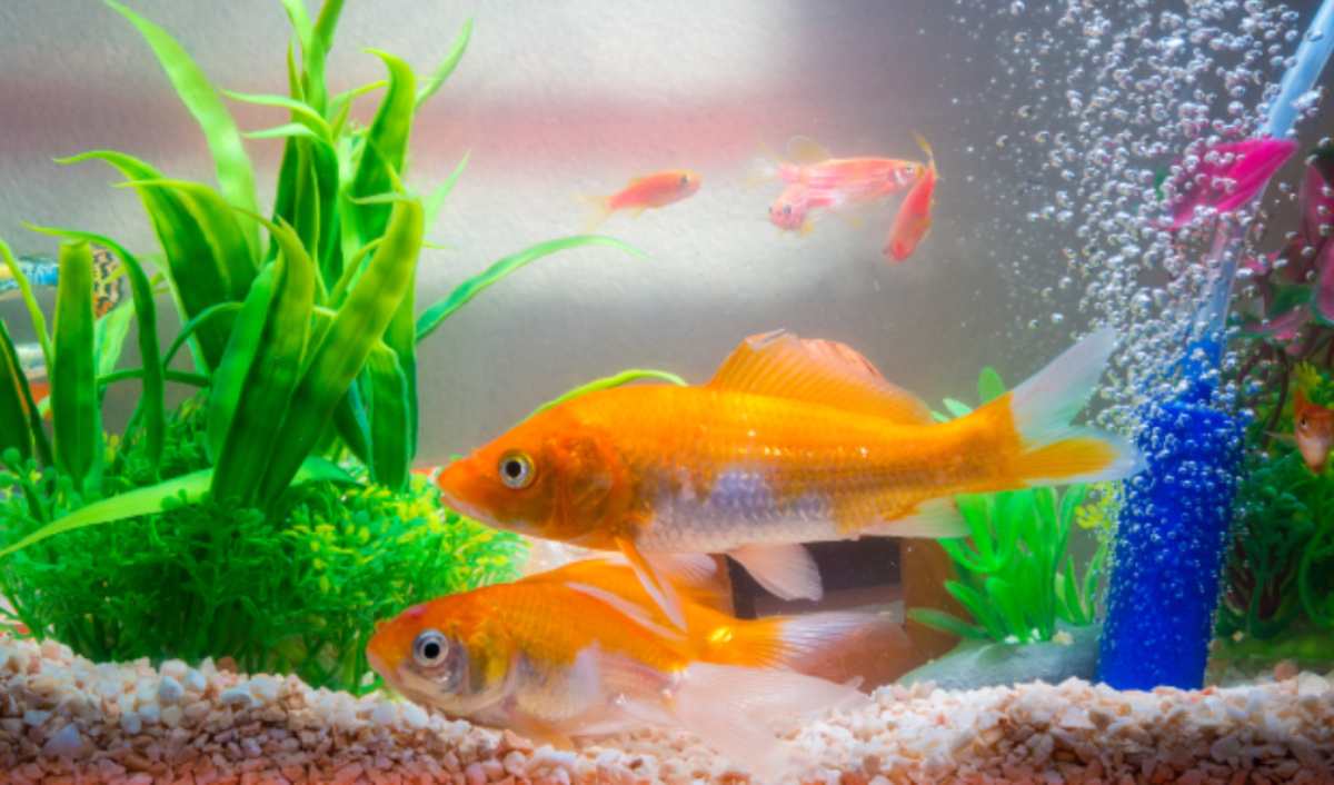 Come allestire l'acquario per i pesci rossi: i vari consigli
