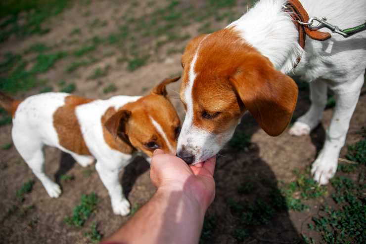 come insegnare al cane a non accettare cibo dagli sconosciuti