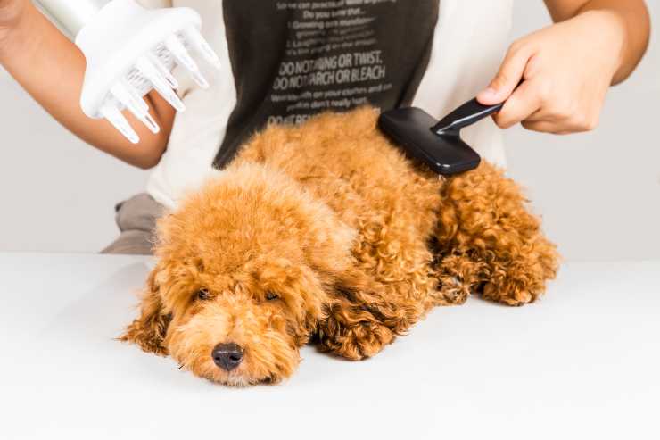 come spazzolare il cane dal pelo riccio