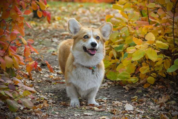 cucciolo sorridente