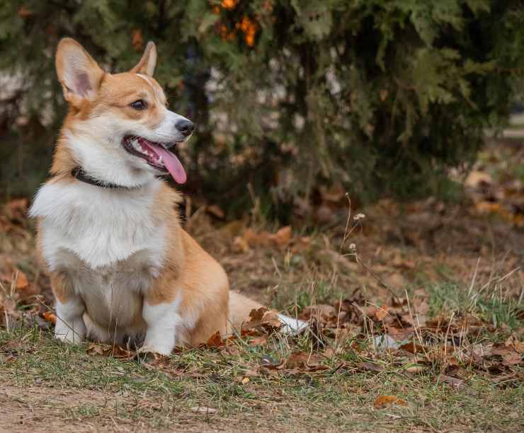 cane abbandonato