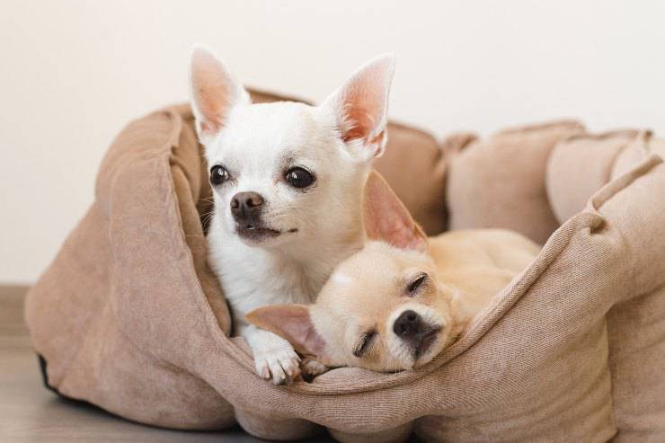 Quanti cuccioli può avere un chihuahua