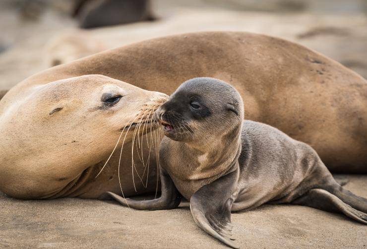 cucciolo di foca