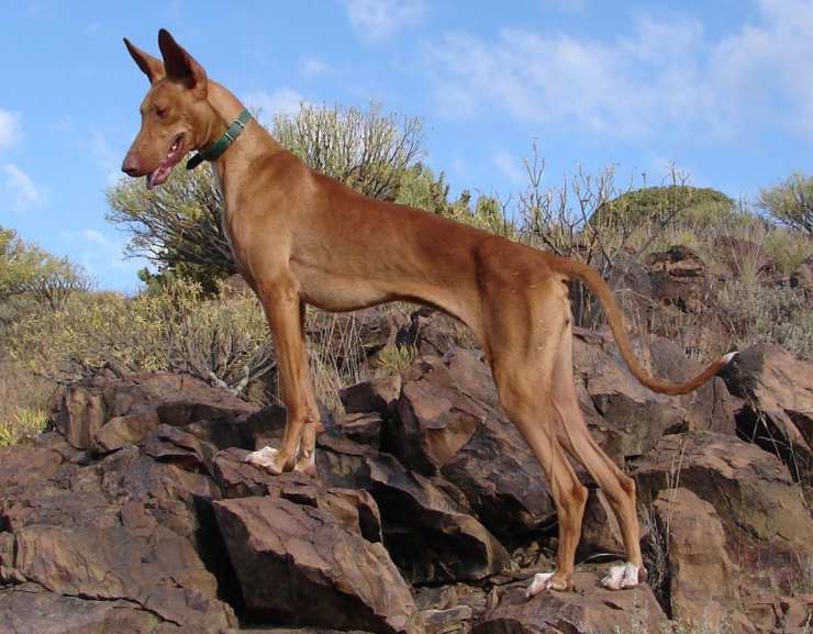 Podenco canario razze di cani spagnole