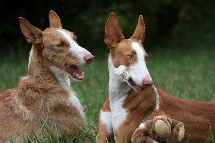 Podenco ibicenco razze di cani spagnole