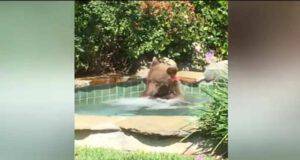 L'orso nella piscina (Foto video)