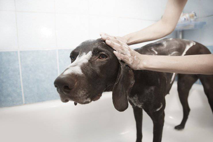 bagno cane