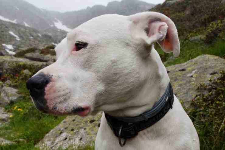 Dogo Argentino (foto Pixabay)