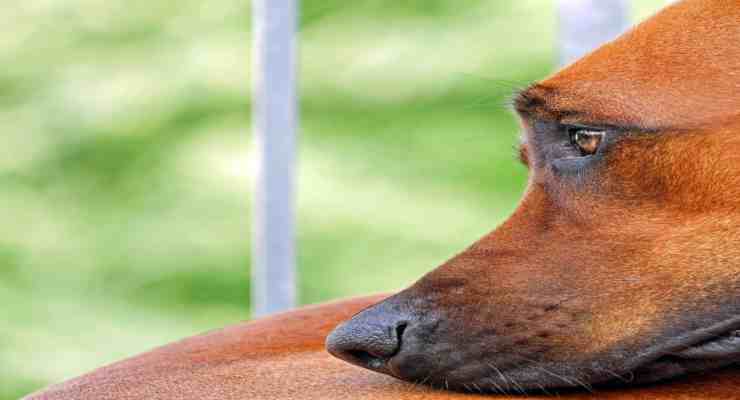 Cane rubato dal giardino: carabinieri rintracciano i ladri e recuperano il cane (foto Pixabay) 