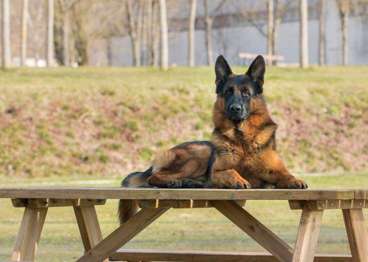 cane seduto sul tavolo