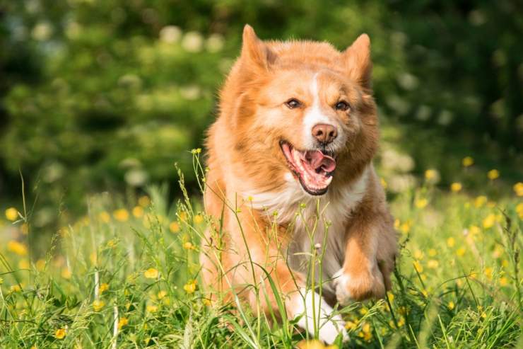 Il cane si arrabbia se corri