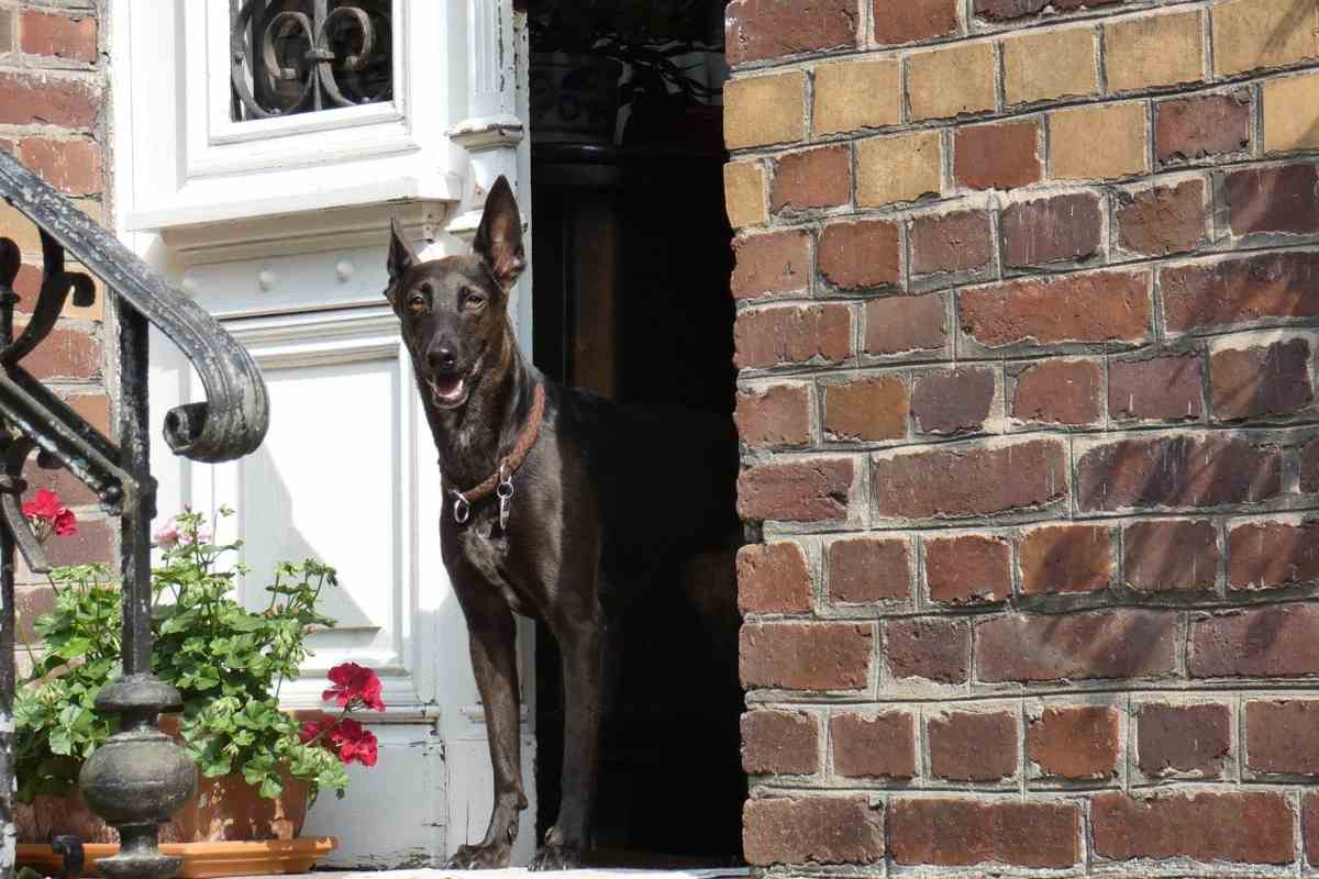 Il Cane Abbaia Quando Esci Perch Lo Fa E Come Farlo Smettere Per 