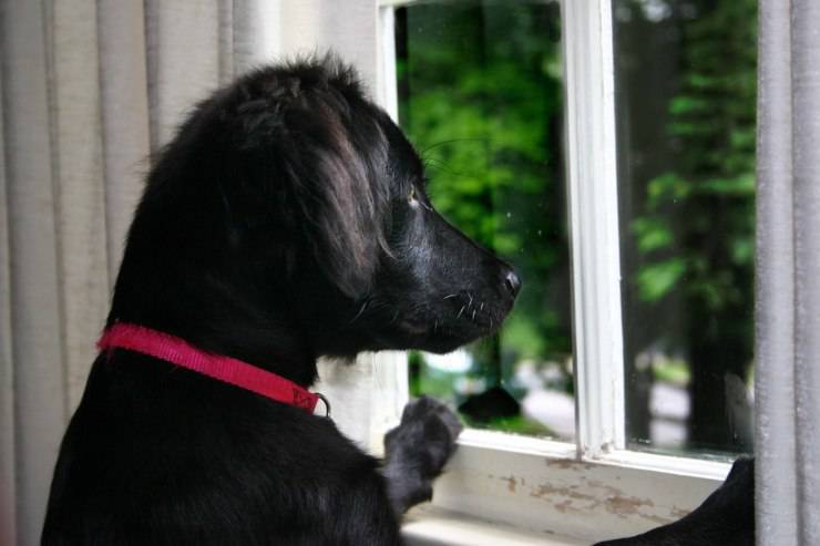 cane finestra solo casa