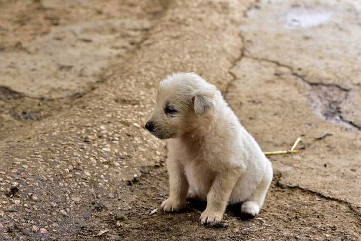 cucciolo