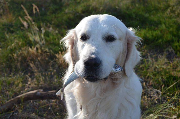 Cibi grassi per il cane