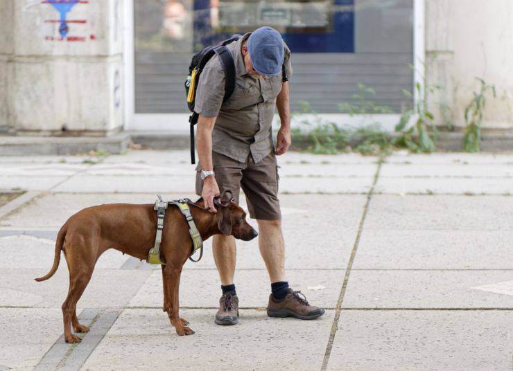 cane guinzaglio passeggiata