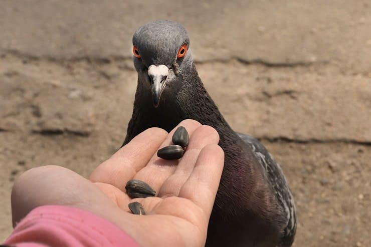 Piccione che mangia dalla mano