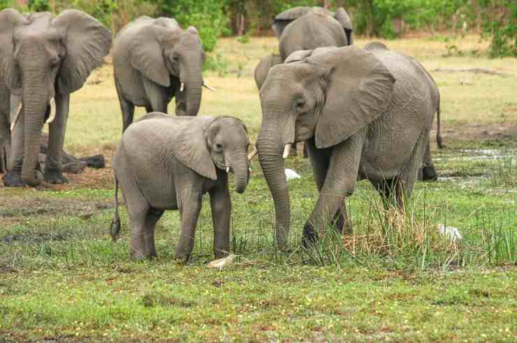 Sospiro di sollievo per gli elefanti del Mozambico: diminuite le uccisioni (foto Pixabay)