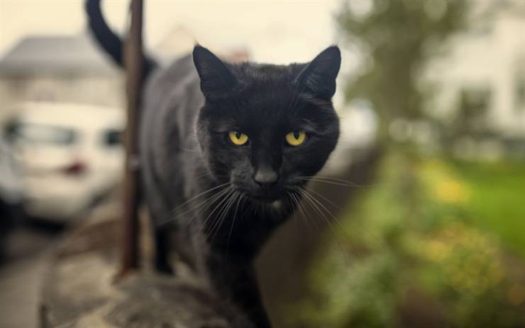 gatto bombay americano nero