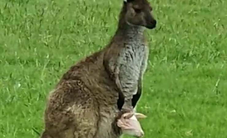 Cucciolo di canguro al sicuro (Foto Instagram)