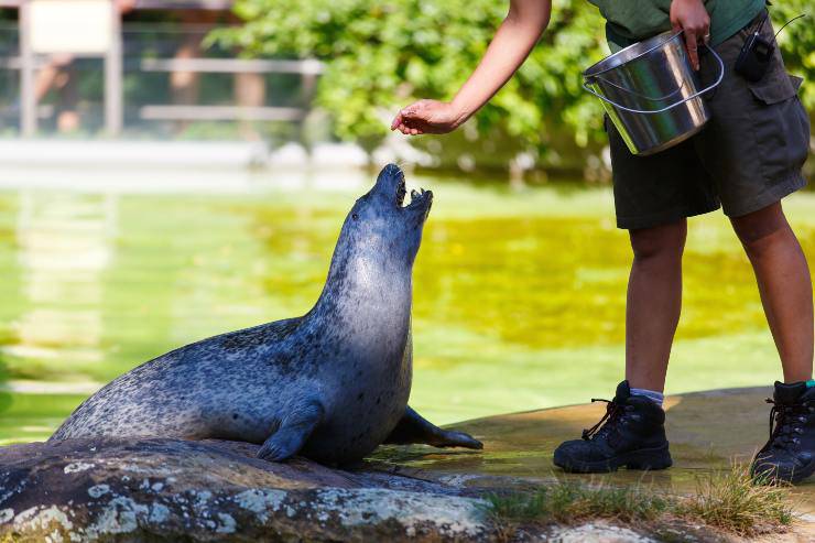 Cosa mangia la foca