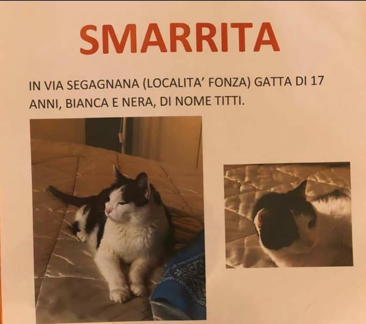 Titti il gatto sparito in una grotta da 35 giorni 