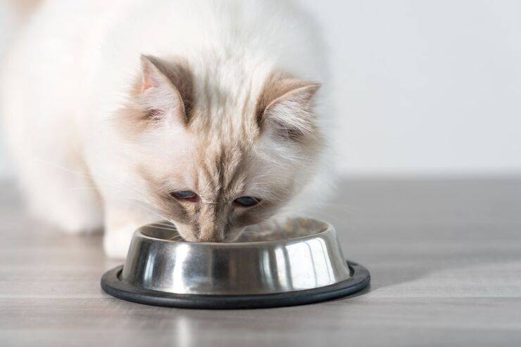 Alimentazione gatto disturbi intestinali 