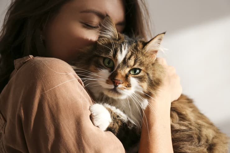 Metodi contraccettivi per il gatto (Foto Adobe Stock)