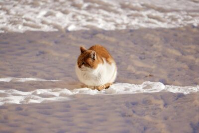 Gatto e neve