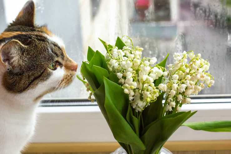 Stella Di Natale Velenosa Per Gatti.Piante Velenose Per Il Gatto Quali Sono E Come Riconoscerle