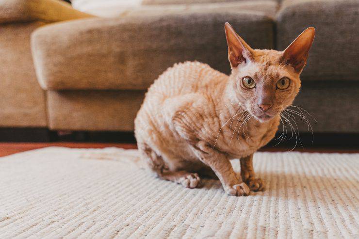 Gatto Peterbald