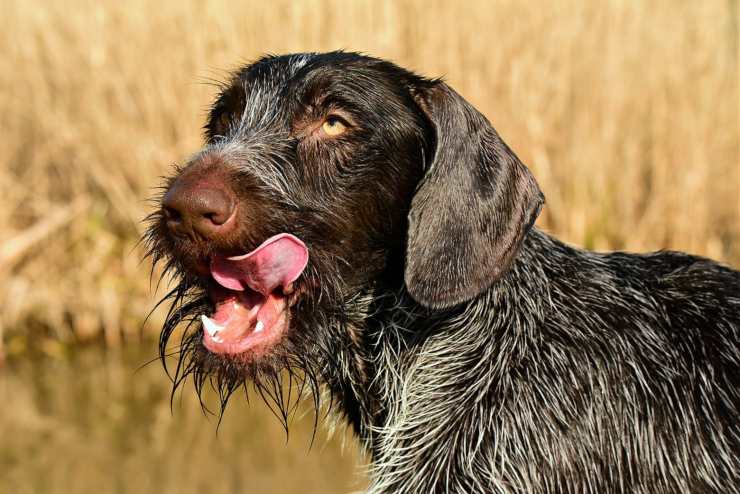 Pelo opaco nel cane