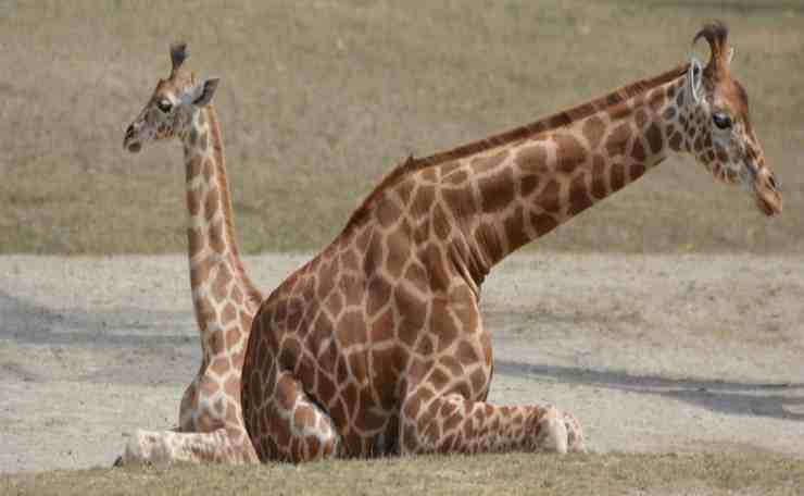 Mamma giraffa salva il suo piccolo da un branco di ghepardi (foto Pixabay)