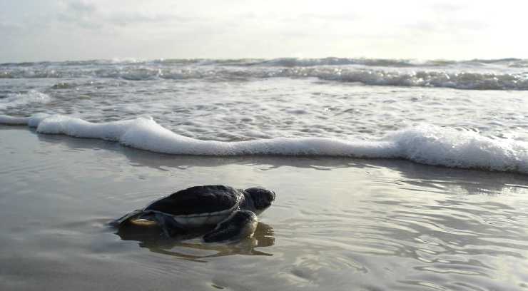 Tartaruga sulla spiaggia (Foto Pixabay)