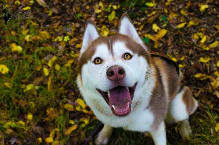 Husky accusa un malore dopo una passeggiata in montagna (foto Pixabay)