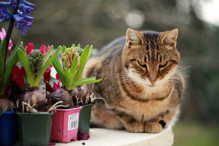 piante sostanze pericolose gatto